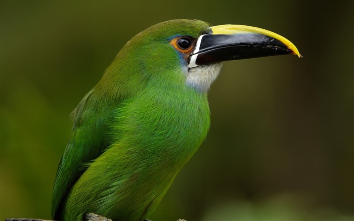 emerald toucanet-HD Desktop Wallpaper Views:8545 Date:2015/6/19 9:50:28