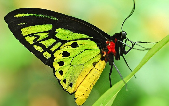 green butterfly-HD Desktop Wallpaper Views:12129 Date:2015/6/19 9:52:23