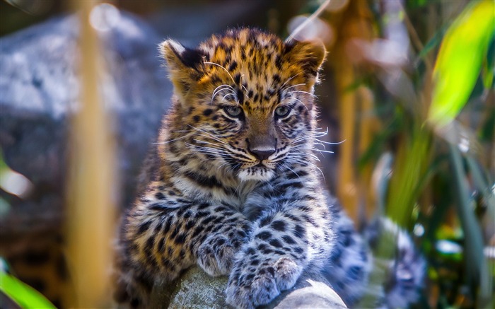 leopard baby look predator-HD Desktop Wallpaper Views:9377 Date:2015/6/19 9:55:15