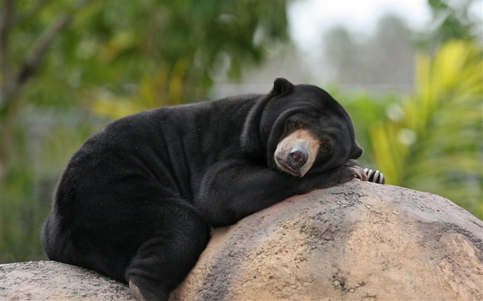 malay bear beruang laying stone-HD Desktop Wallpaper Views:10267 Date:2015/6/19 9:56:14