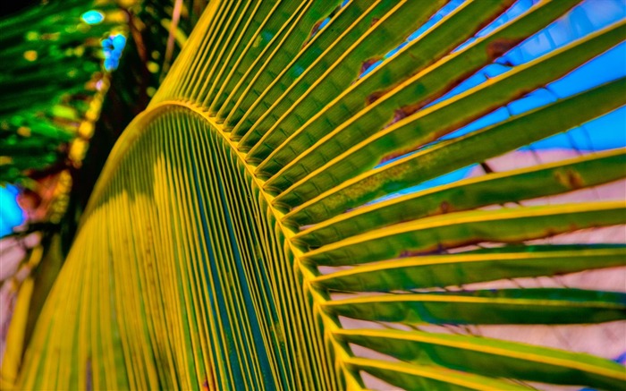 arbre feuille de palmier-Haute Qualité Fond d'écran Vues:9648