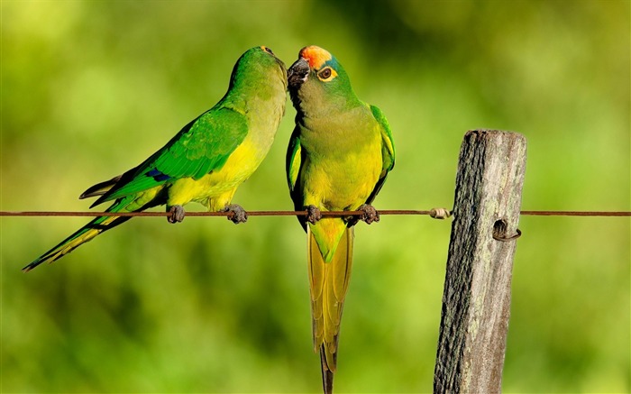 parrots kiss-HD Desktop Wallpaper Views:7667 Date:2015/6/19 10:00:52