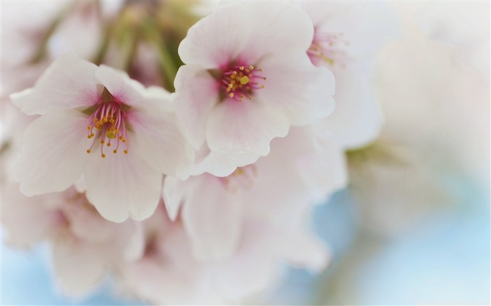 pink sakura Macro-Plant HD Wallpaper Views:7767 Date:2015/6/17 8:03:54