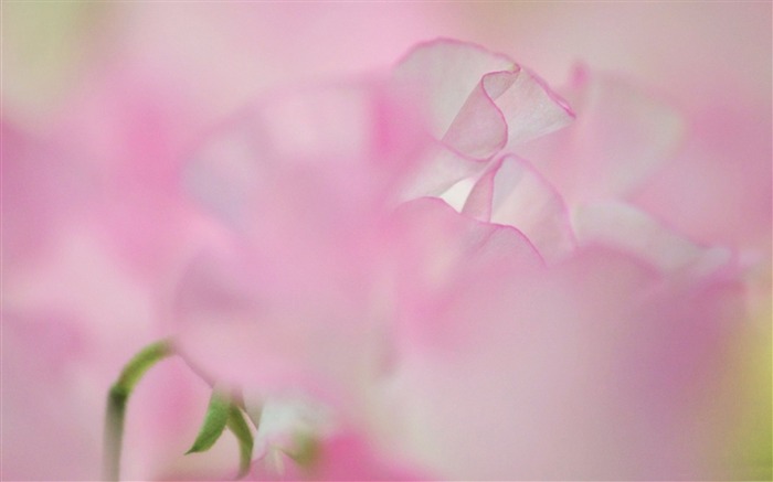 pink world Flowers-Plant HD Wallpaper Views:13630 Date:2015/6/17 7:54:28