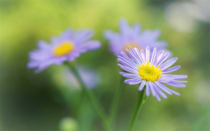 purple flowers-Plant HD Wallpaper Views:7727 Date:2015/6/17 7:47:37