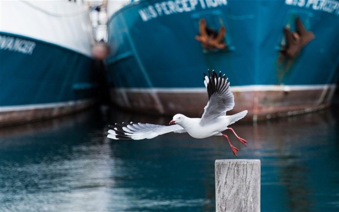 seagull fremantle-HD Desktop Wallpaper Views:7885 Date:2015/6/19 9:45:10