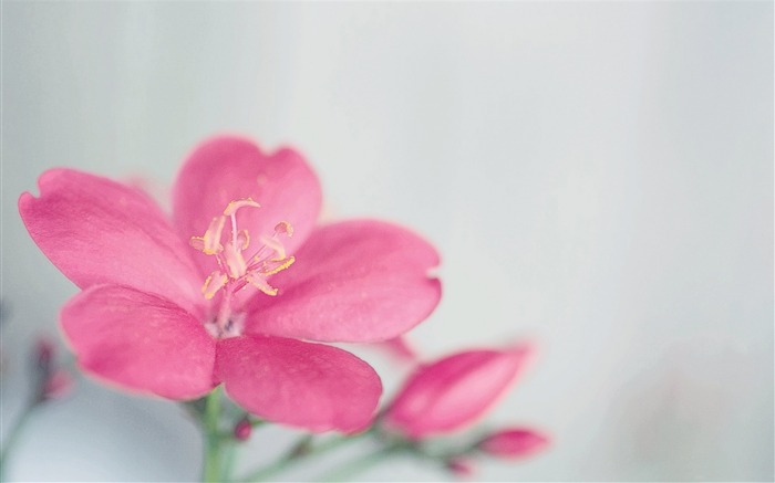 spicy jatropha flower-Plant HD Wallpaper Views:7056 Date:2015/6/17 8:04:37