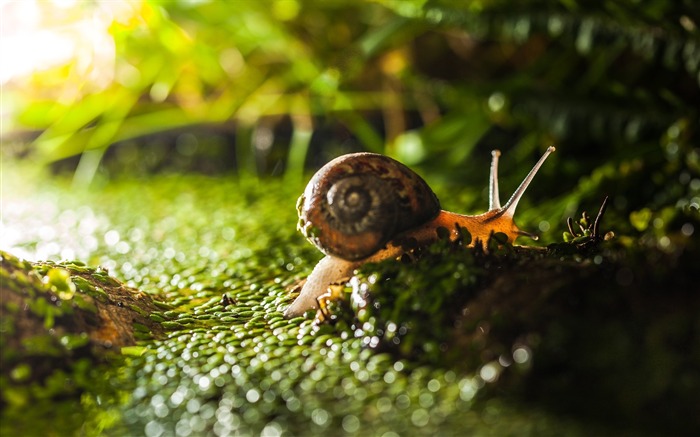 tiny snail on green grass-HD Desktop Wallpaper Views:8998 Date:2015/6/19 10:04:20