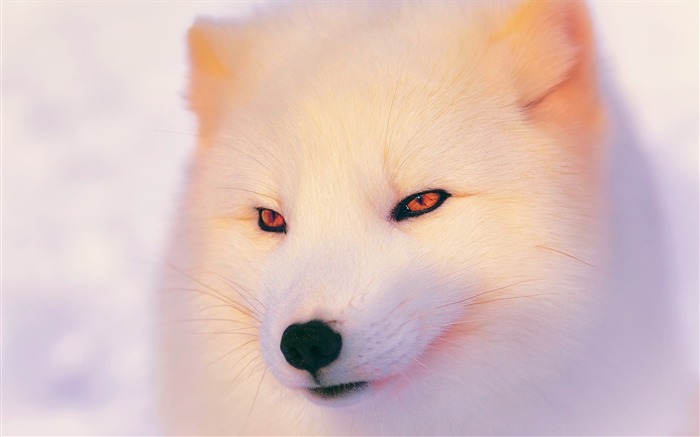 White Fox ártico - papel de parede de alta qualidade HD Visualizações:17633