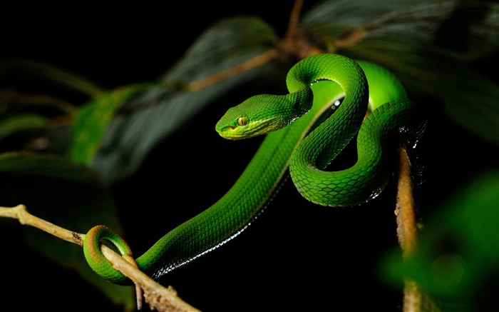 white lipped pit viper snake-HD Desktop Wallpaper Views:11721 Date:2015/6/19 10:05:56