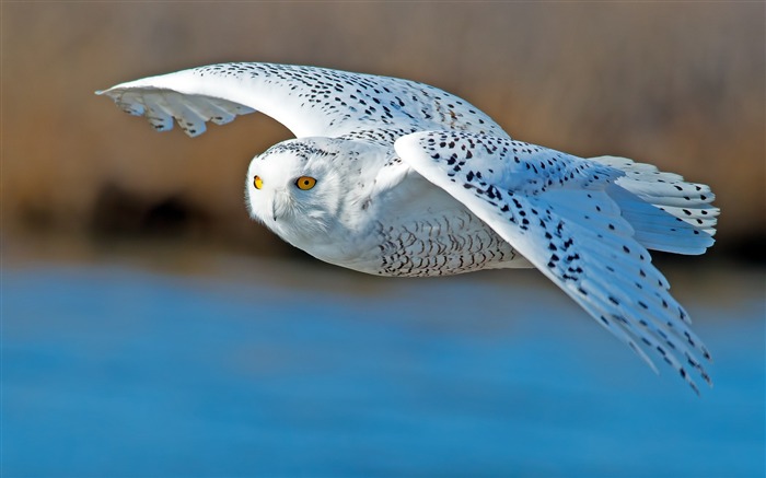 white owl flying-HD Desktop Wallpaper Views:16566 Date:2015/6/19 10:07:08