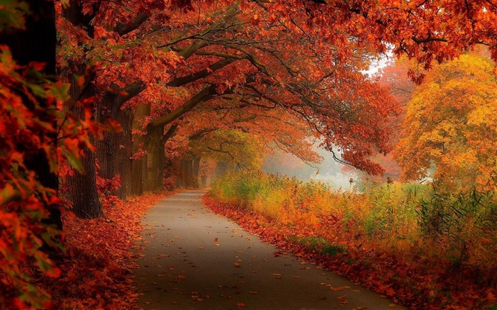 Feuillage d'automne-Photoshoot HD Fond d'écran Vues:17361