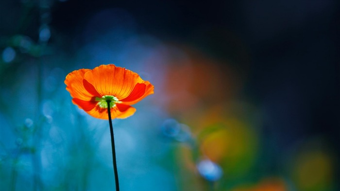 Poppy Flower Photoshoot-Plant HD Wallpaper Vistas:7309