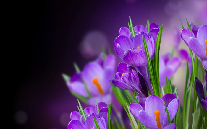 Papéis de parede bonitos de crocus-Plant Visualizações:9738