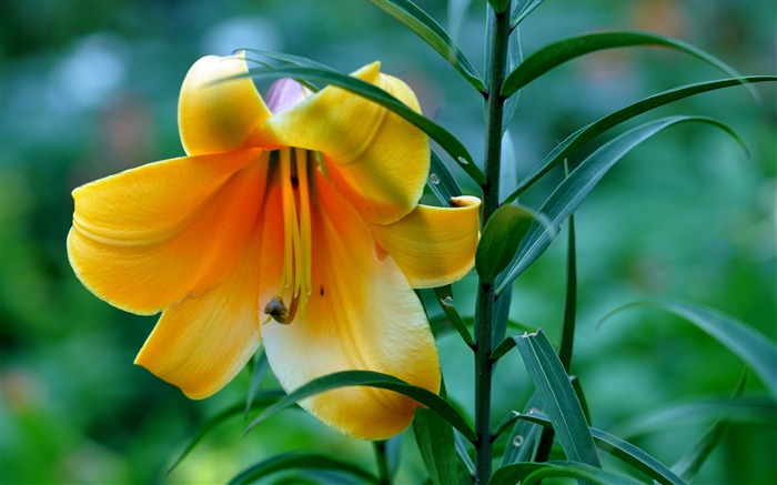 hermosa lirio amarillo planta HD fondo de pantalla Vistas:7822