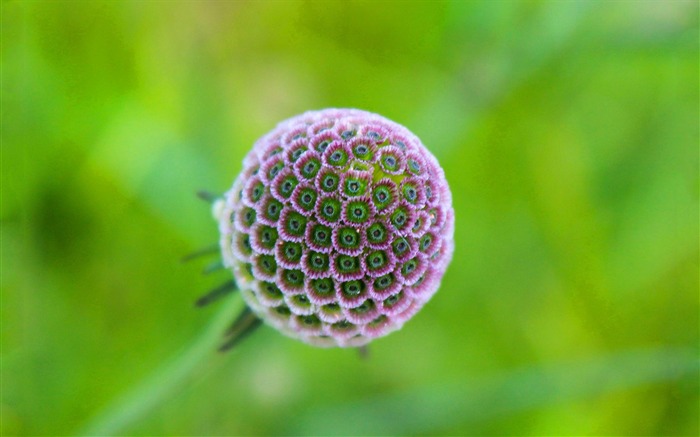 planta de flores exóticas HD Wallpaper Vistas:11257