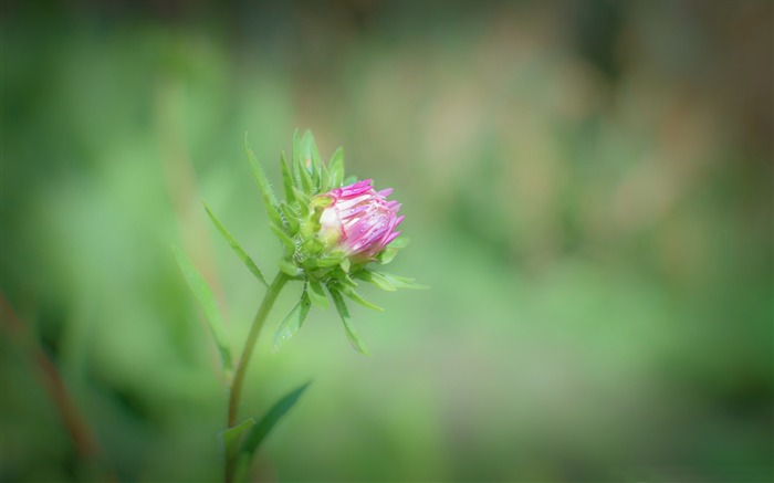 Papéis de parede de flor rosa de macro-planta Visualizações:6828