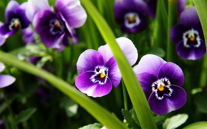 pansies roxos macro-planta HD Wallpaper Visualizações:7362