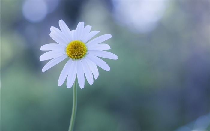 Papel de parede branco de camomila-Planta HD Visualizações:8050