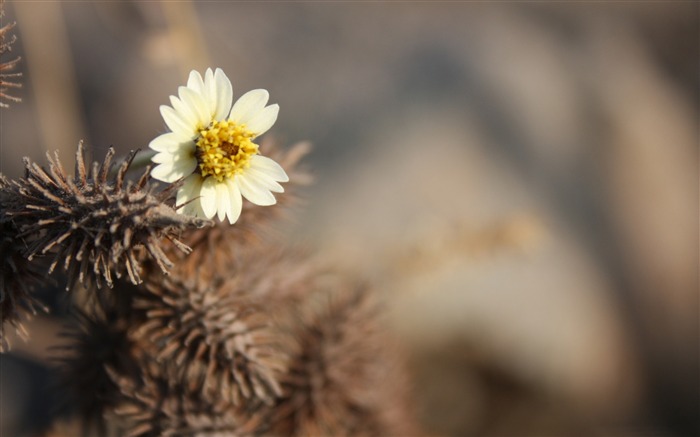 Papel de parede de flor branca de macro-planta Visualizações:7228