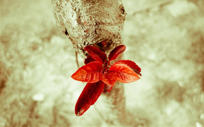 beautiful red leaves-Plants HD wallpaper Views:6855 Date:2015/8/2 0:34:54