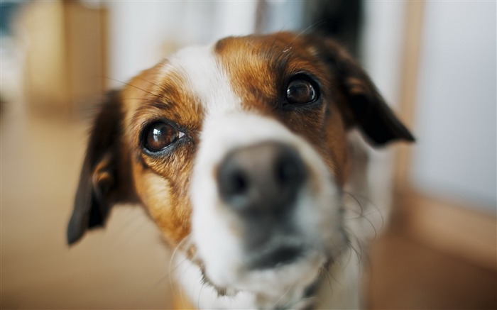 犬の表情ブラー-高品質の壁紙 ブラウズ:7486