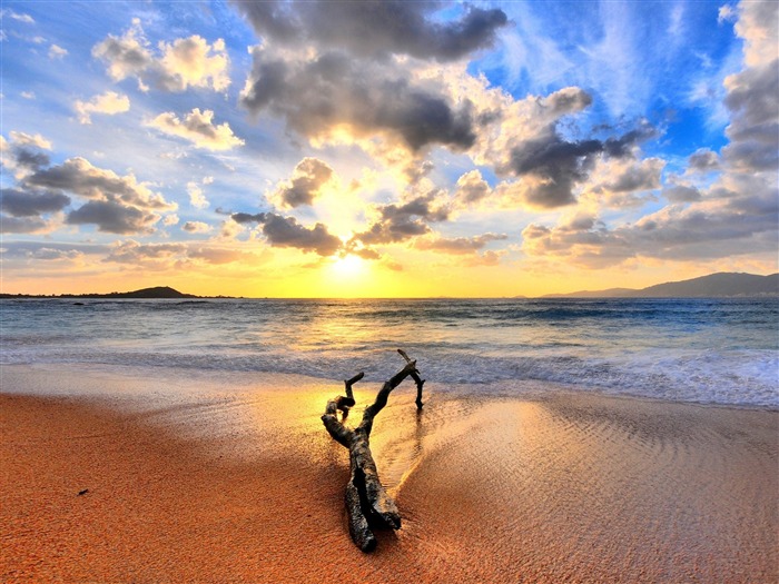 drift wood on beach-Nature Wallpaper Views:8165 Date:2015/8/24 7:53:26