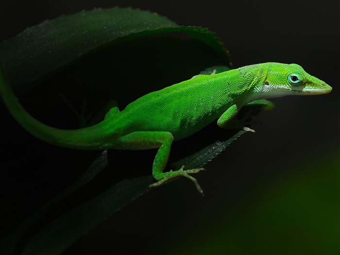 geckos lézards verts-Haute Qualité Fond d'écran Vues:7877