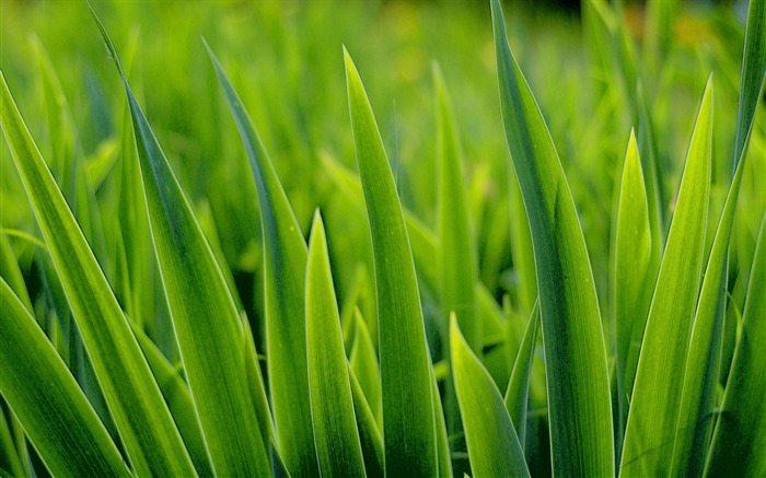 green long leaves-Plants HD wallpaper Views:9507 Date:2015/8/2 0:40:28