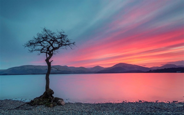 arbre solitaire-Nature HD Fonds d'écran Vues:13331