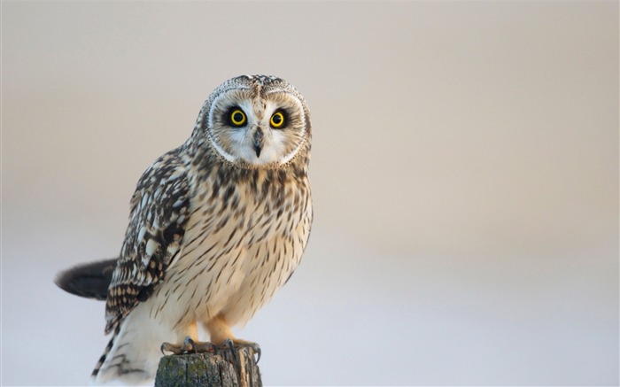 hibou oiseau prédateur regard-HD Fond d'écran Vues:7687