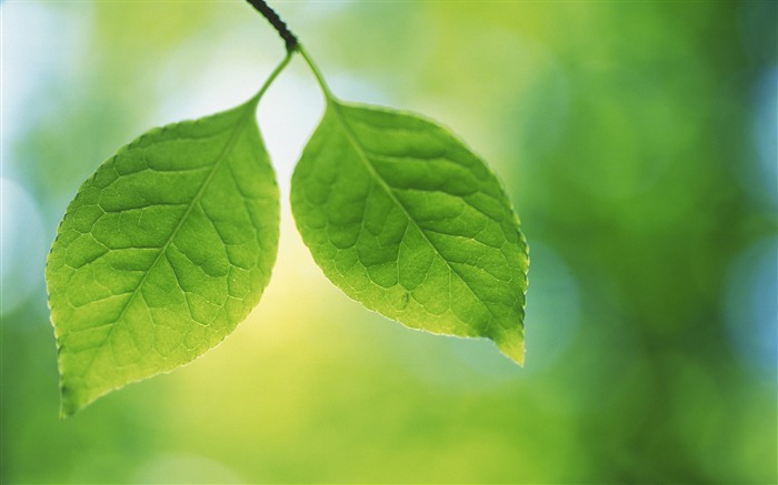 tree green leaves-Plants HD wallpaper Views:12334 Date:2015/8/2 0:47:08