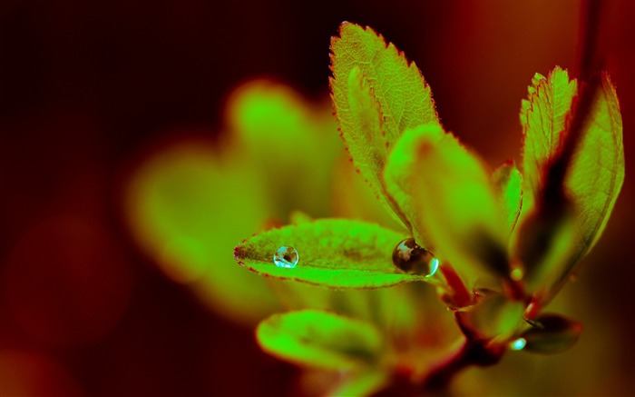 water drop on green leaves-Plants HD wallpaper Views:5763 Date:2015/8/2 0:49:05