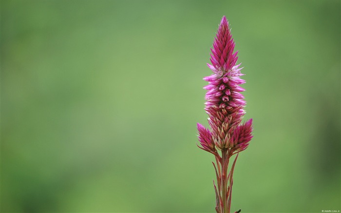 Alpine flower-Windows 10 Wallpaper Views:10469 Date:2015/9/7 7:25:01