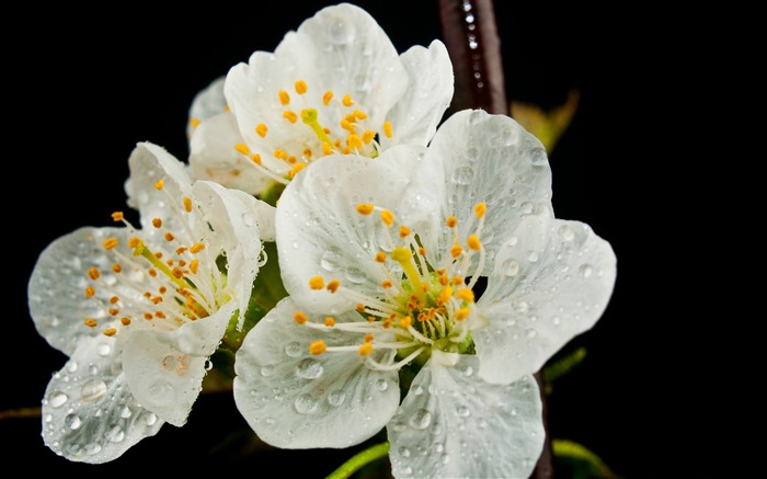 Papel de Parede de Outono-Fotografia Flor Flor Visualizações:6768