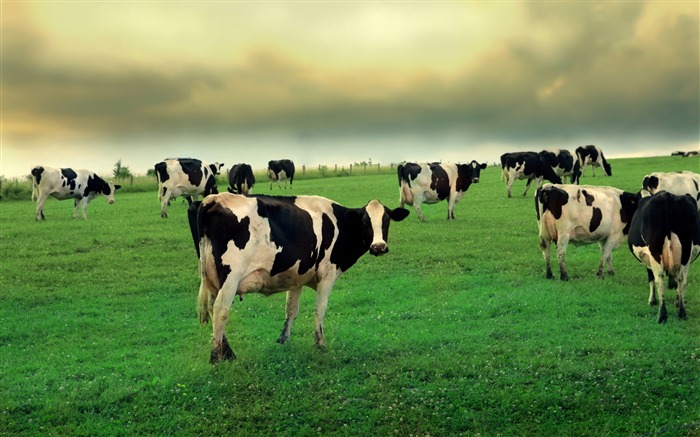 Cow herbe de pâturage-Animaux Fonds d'écran Vues:16474