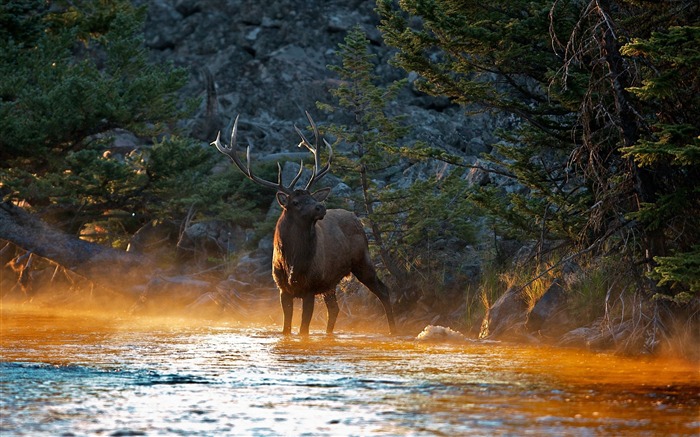 Deer River Mountains-Animal fondo de pantalla HD Vistas:9772