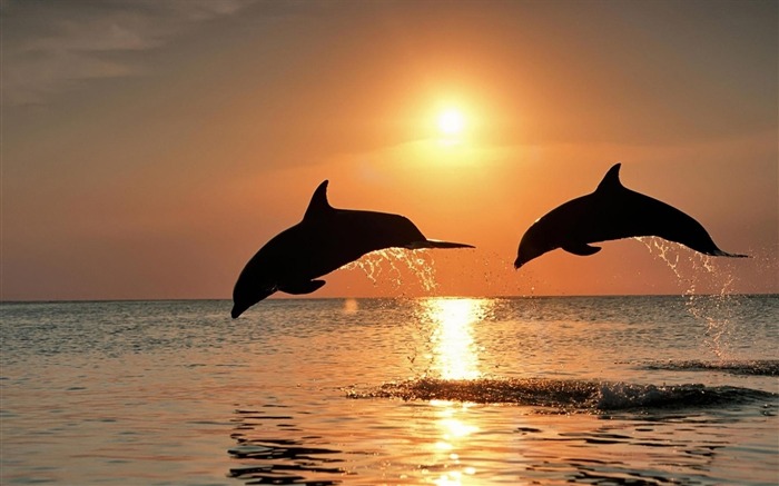 Dauphins sautent coucher de soleil-Animaux Fonds d'écran Vues:12040