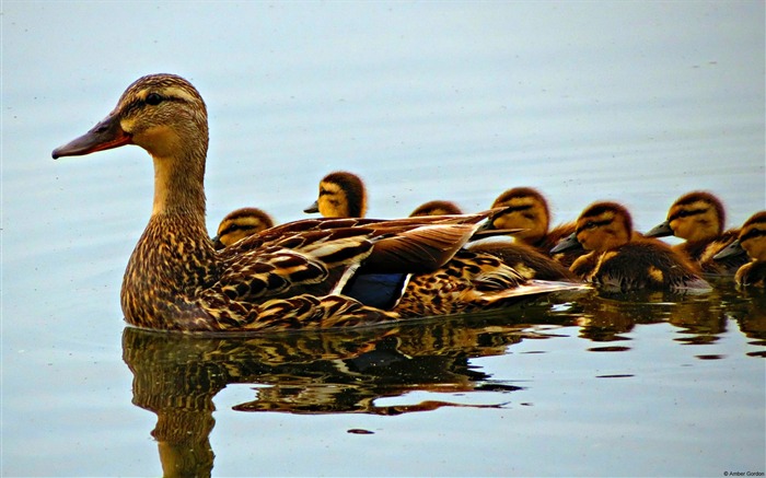 Duck and ducklings-Windows 10 Wallpaper Views:12180 Date:2015/9/7 7:19:41