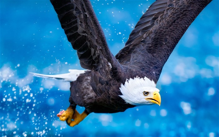 Águila volando cielo depredador-Animal fondo de pantalla HD Vistas:15465