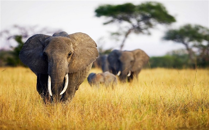 Champ d'herbe éléphant Afrique-Animaux Fonds d'écran Vues:14028