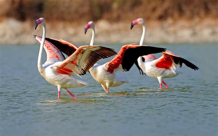 Flamingo Birds Large Walk-Animal fondo de pantalla HD Vistas:7533