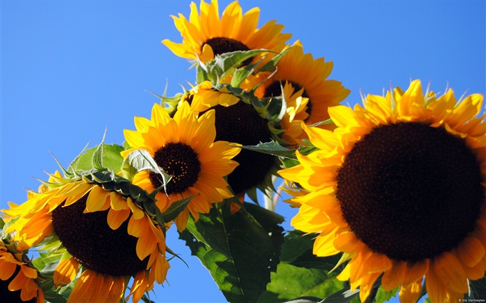 Great Sunflower-Windows 10 Wallpaper Views:13604 Date:2015/9/7 7:12:20