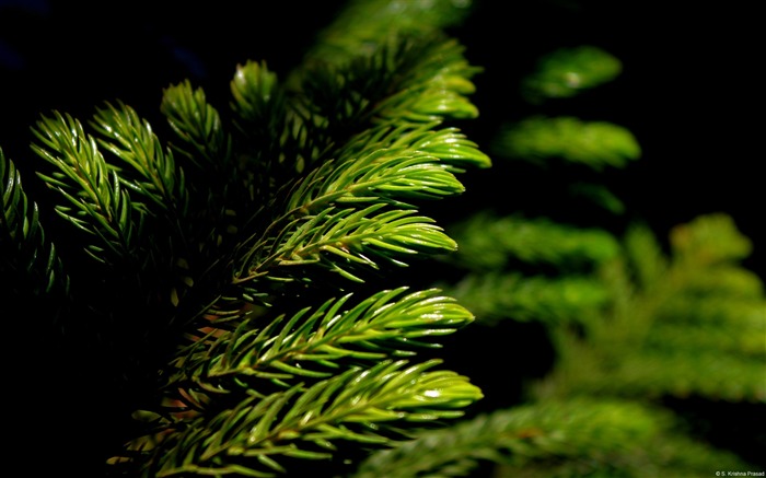 Green pine branches-Windows 10 Wallpaper Views:10694 Date:2015/9/7 7:18:15