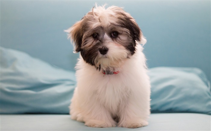 Havanese Dog Furry-Photography高清壁紙 查看次數:7919