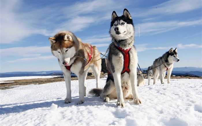 Fondo de pantalla de Husky Snow Alaska-Animal HD Vistas:9889