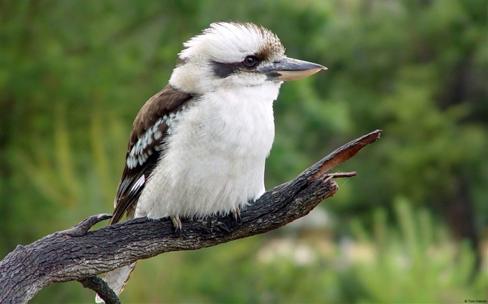 Kookaburra-Windows 10 Wallpaper Views:12079 Date:2015/9/7 7:10:59