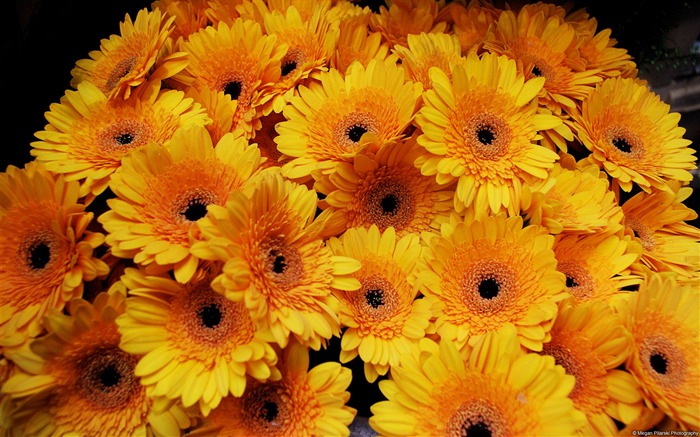 Orange daisy-Windows 10 Wallpaper Views:9783 Date:2015/9/7 7:25:47