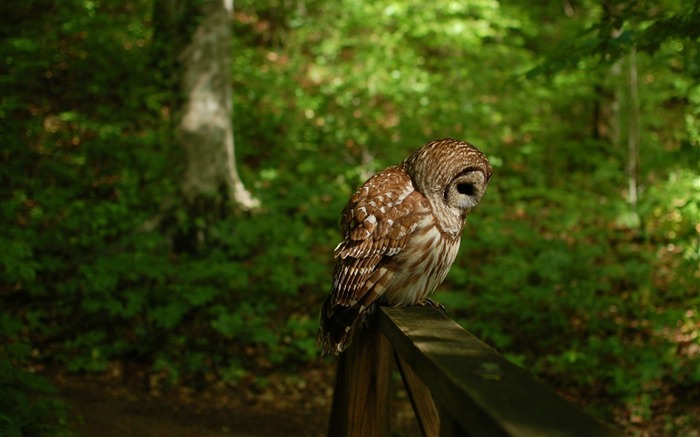 Búho pájaro bosque-Animal fondo de pantalla HD Vistas:11589