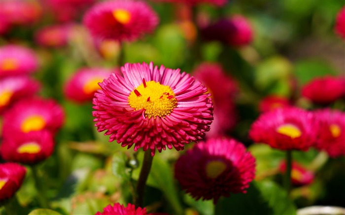 Pink Daisies - papel de parede de alta qualidade Visualizações:8909